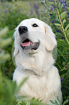 portrait of beautiful Golden retriver posing in countryside Lupine meadow. close up