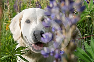 portrait of beautiful Golden retriver posing in countryside Lupine meadow. close up