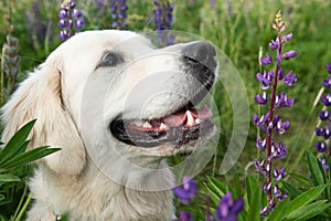 portrait of beautiful Golden retriver posing in countryside Lupine meadow. close up