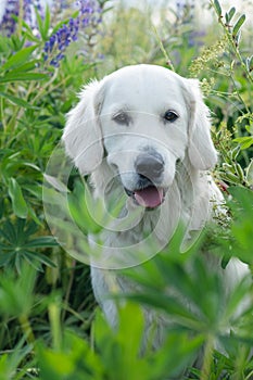 portrait of beautiful Golden retriver posing in countryside Lupine meadow. close up