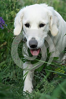 portrait of beautiful Golden retriver walking in countryside Lupine meadow. close up