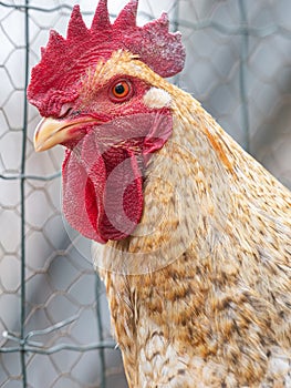 portrait of Beautiful Golden Rooster