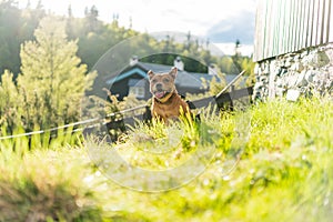 Portrait of beautiful golden staffordshire bull terrier outdoors in natural environments.