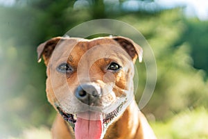 Portrait of beautiful golden staffordshire bull terrier outdoors in natural environments