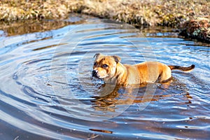 Portrait of beautiful golden staffordshire bull terrier outdoors in natural environments.