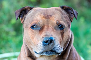 Portrait of beautiful golden staffordshire bull terrier outdoors in natural environments