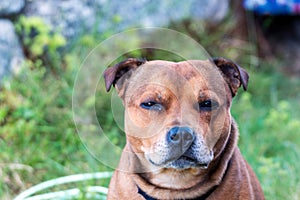 Portrait of beautiful golden staffordshire bull terrier outdoors in natural environments.