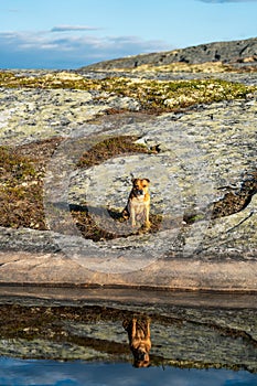 Portrait of beautiful golden staffordshire bull terrier outdoors in natural environments.