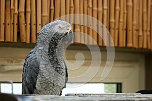 Portrait of beautiful gray African parrot in the zoo.