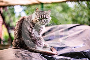 Portrait of a beautiful gray cat with green eyes