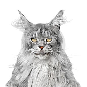 Portrait of a beautiful gray cat Main Coon