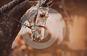 Portrait of a beautiful gray horse with a bridle on its muzzle. Equestrian sports
