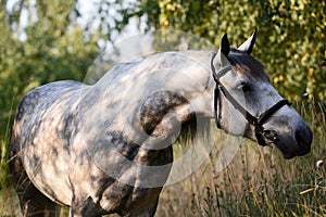 Portrait of a beautiful gray horse on freedom a summer