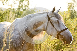 Portrait of a beautiful gray orlov horse breed on freedom in sunshine.