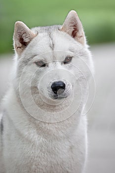 Portrait of a beautiful gray Siberian husky on the background of