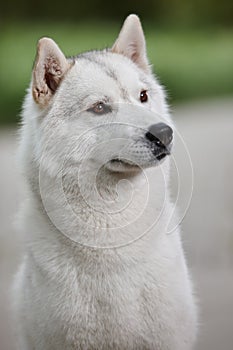 Portrait of a beautiful gray Siberian husky on the background of