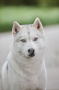 Portrait of a beautiful gray Siberian husky on the background of