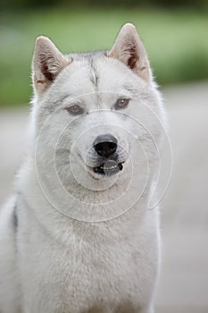 Portrait of a beautiful gray Siberian husky on the background of