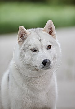 Portrait of a beautiful gray Siberian husky on the background of