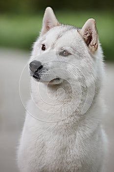 Portrait of a beautiful gray Siberian husky on the background of a field and green grass. Portrait of a dog on a natural backgroun