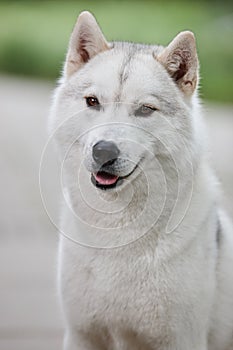Portrait of a beautiful gray Siberian husky on the background of a field and green grass. Portrait of a dog on a natural backgroun