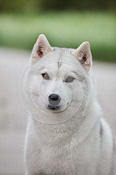 Portrait of a beautiful gray Siberian husky on the background of a field and green grass. Portrait of a dog on a natural backgroun