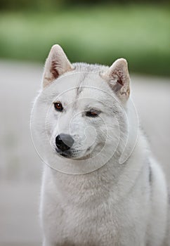 Portrait of a beautiful gray Siberian husky on the background of a field and green grass. Portrait of a dog on a natural backgroun