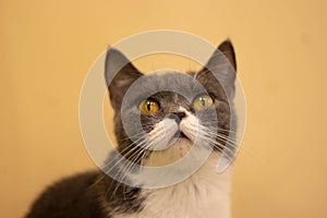 Portrait of a beautiful gray and white cat against a yellow wall