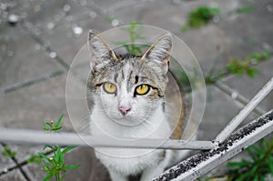 Portrait of a beautiful gray and white street cat on a gray background