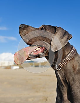 Portrait of a beautiful Great Dane