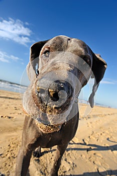 Portrait of a beautiful Great Dane