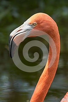 A portrait of a beautiful Greater American Flamingo in Florida, USA