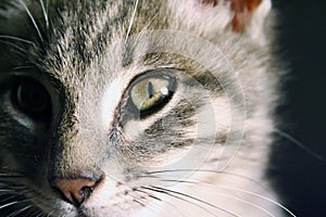 Portrait of a beautiful green eyes cat on a black background