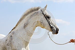 Portrait of beautiful grey andalusian horse