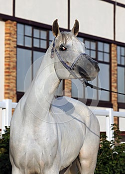 Portrait of a beautiful grey arabian horse
