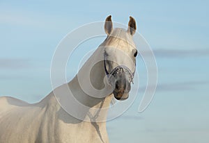 Portrait of a beautiful grey arabian horse