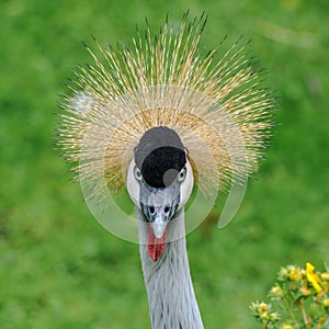 A portrait of a beautiful Grey Crowned Crane