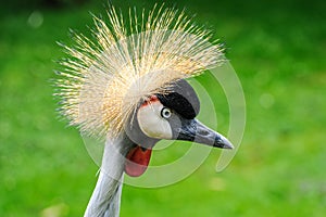 A portrait of a beautiful Grey Crowned Crane