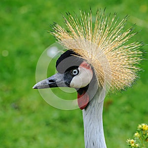 A portrait of a beautiful Grey Crowned Crane