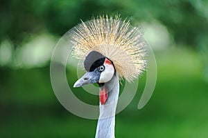 A portrait of a beautiful Grey Crowned Crane