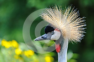 A portrait of a beautiful Grey Crowned Crane