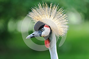 A portrait of a beautiful Grey Crowned Crane