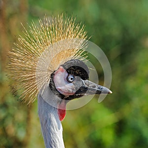 A portrait of a beautiful Grey Crowned Crane