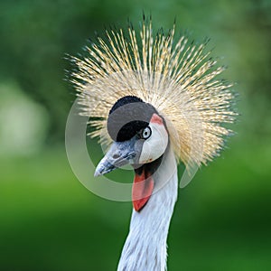 A portrait of a beautiful Grey Crowned Crane