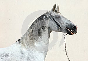 Portrait of a beautiful grey dressage horse