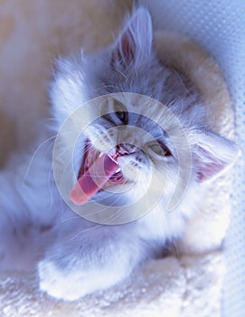 Portrait beautiful grey fluffy domestic small baby cat yawning with tongue out.