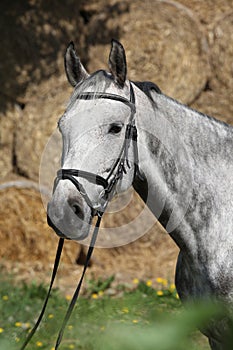 Portrait of beautiful grey horse with bridle