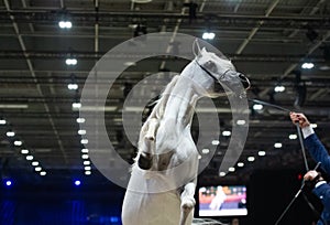 Portrait of beautiful grey purebred arabian horse rearing at competition at  cover manege