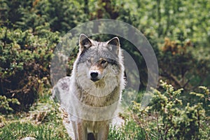 Portrait of a beautiful grey wolf/canis lupus outdoors in the wilderness