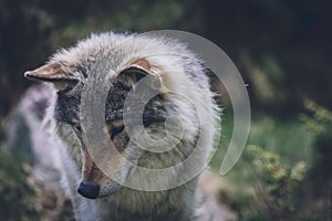 Portrait of a beautiful grey wolf/canis lupus outdoors in the wilderness